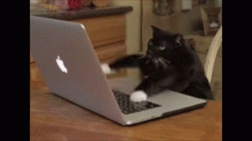 cat-typing